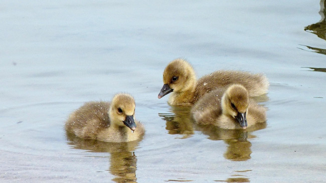 Babygruppe